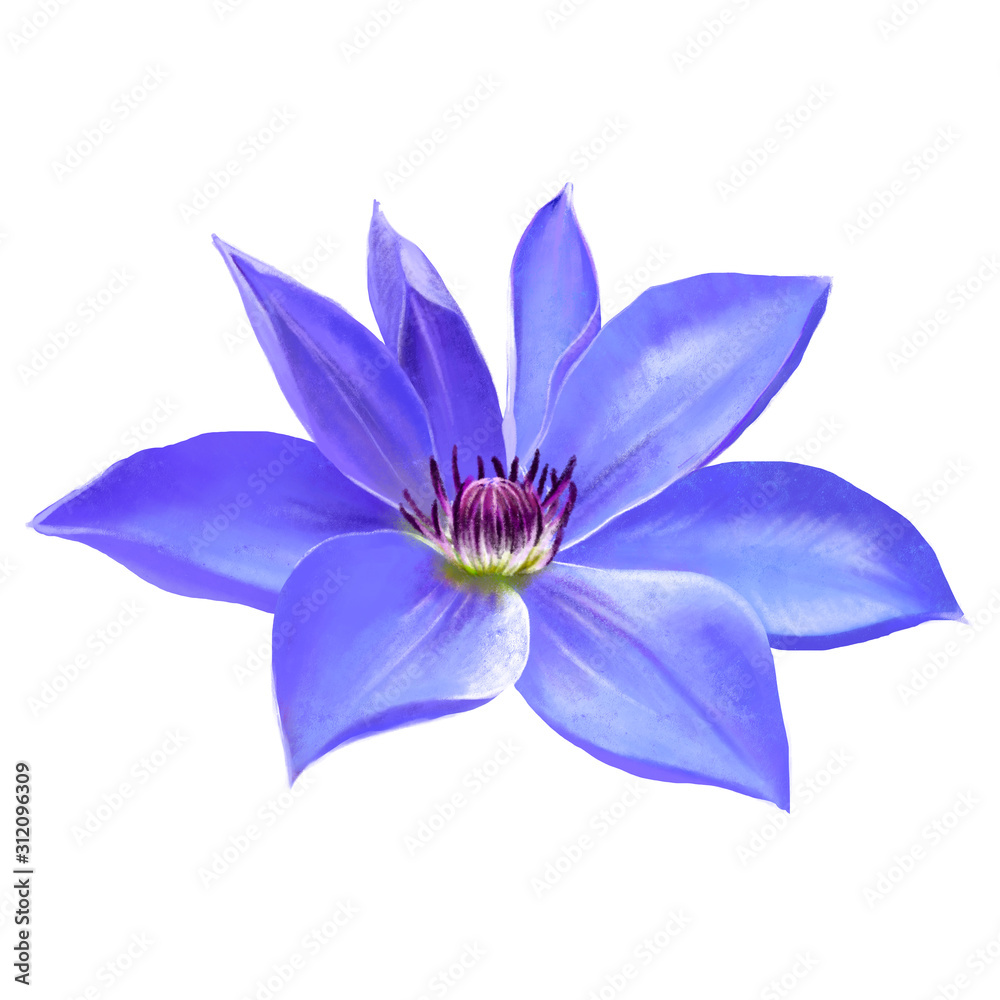 Luxury purple clematis flower close-up on white background, panoramic view of garden flower Luxury purple clematis flower close-up on white background, panoramic view of garden flower