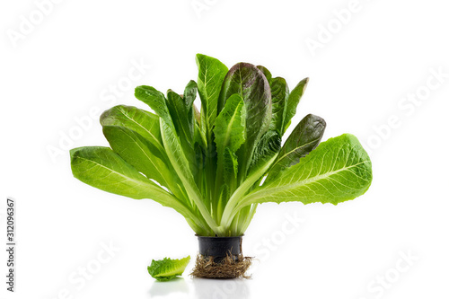 Romaine lettuce plant in black plastic pot with roots isolated on white background. Fresh green salad. Organic vegetables, bio healthy food
