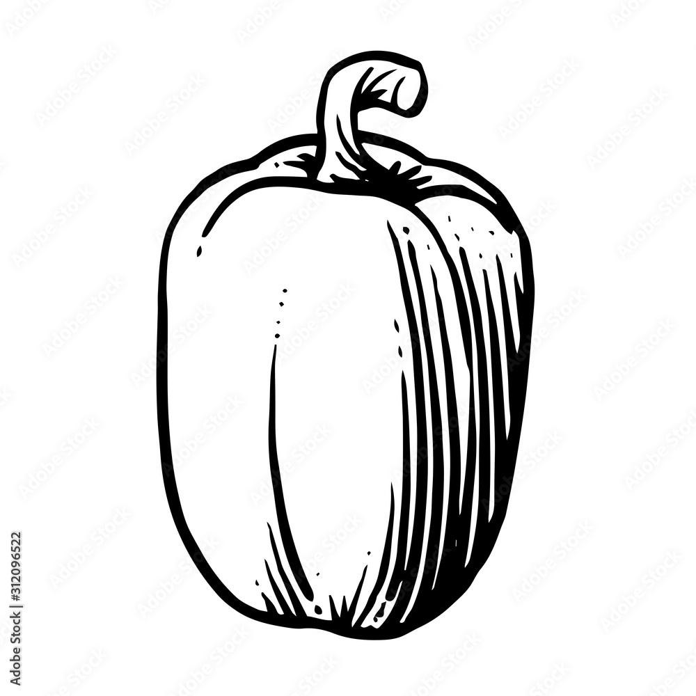 Bell pepper. Vector. Outline drawing of a vegetable on a white background. Sketch. Drawing marker on paper. Isolated object. Bell pepper. Vector. Outline drawing of a vegetable on a white background. Sketch. Drawing marker on paper. Isolated object.