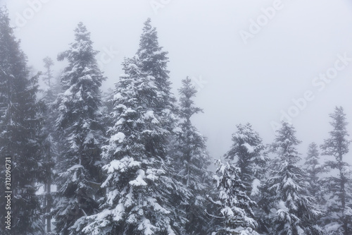 Whistler, British Columbia, Canada. Snow Covered Trees on the Mountain during a cloudy and foggy winter day.