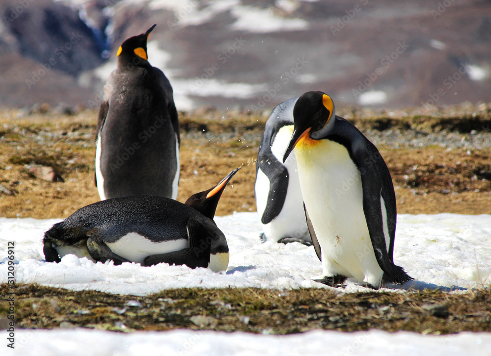 Fototapeta premium Pinguine spielen im Schnee - Bewerfen sich - Südgeorgien