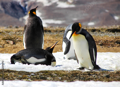 Pinguine spielen im Schnee - Bewerfen sich - Südgeorgien