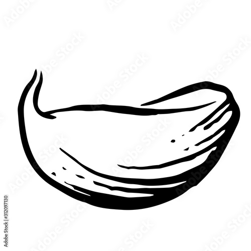 Garlic. Vector. Outline drawing of a vegetable on a white background. Sketch. Drawing marker on paper. Isolated object.