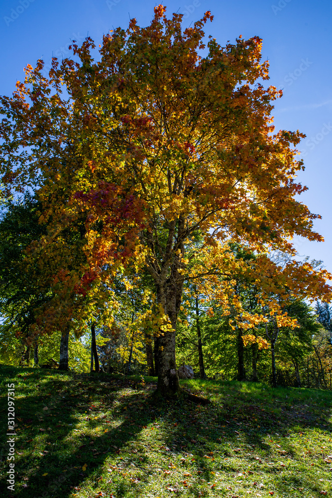 Naklejka premium colorful autumn tree in the park