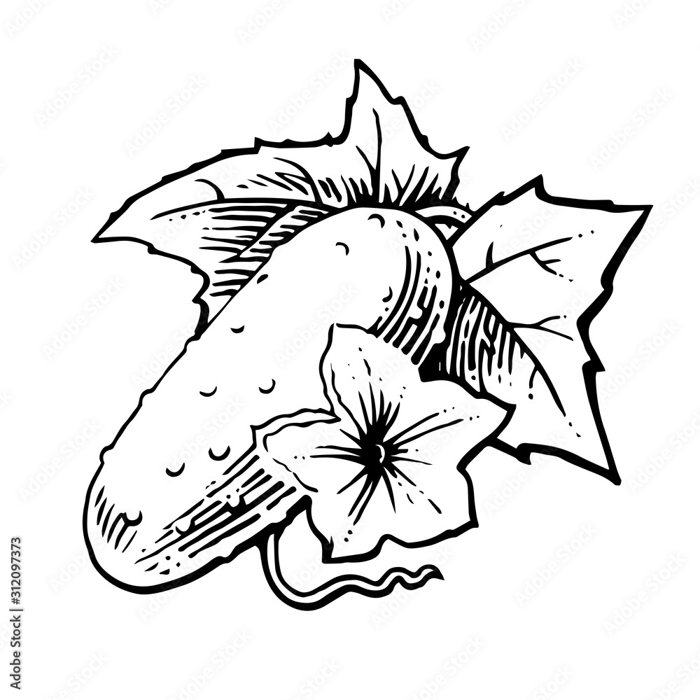 Cucumber. Vector. Outline drawing of a vegetable on a white background.  Sketch. Drawing marker on paper. Isolated object. Stock Vector | Adobe Stock