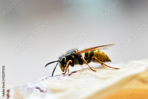 Insect wasp sits on a fruit, closeup