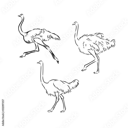 sketch of a bird ostrich 