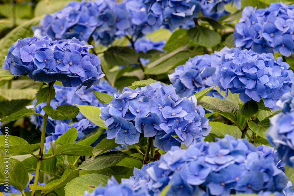 Blue Hydrangea Blooms on garden shrub
