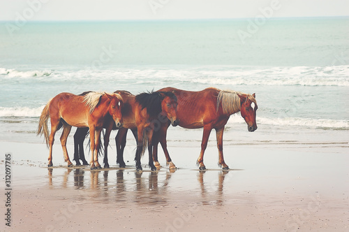 Wild Horse of the Outer Banks