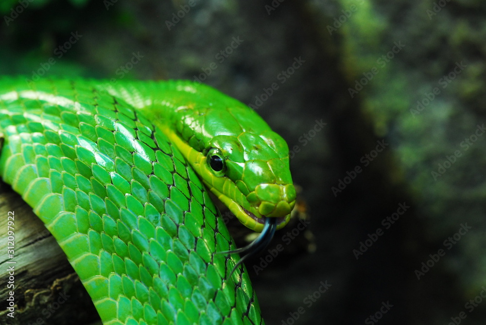 Fototapeta premium Nice green arboreal ratsnake on branch nature reptile