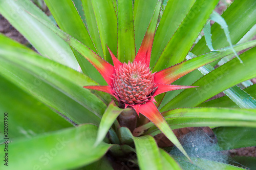 Wallpaper Mural Young Pineapple flower on the bush, plantation in a traditional greenhouse Torontodigital.ca