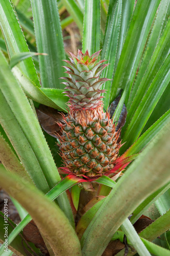 Wallpaper Mural Young Pineapple flower on the bush, plantation in a traditional greenhouse Torontodigital.ca
