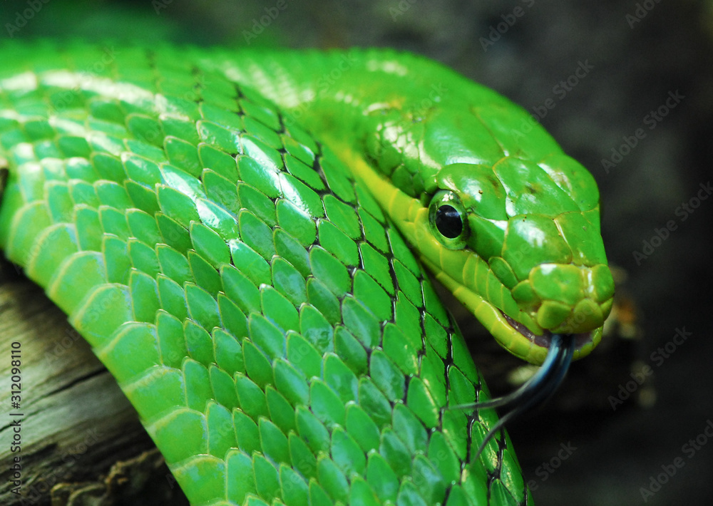 Fototapeta premium Nice green arboreal ratsnake on branch nature reptile