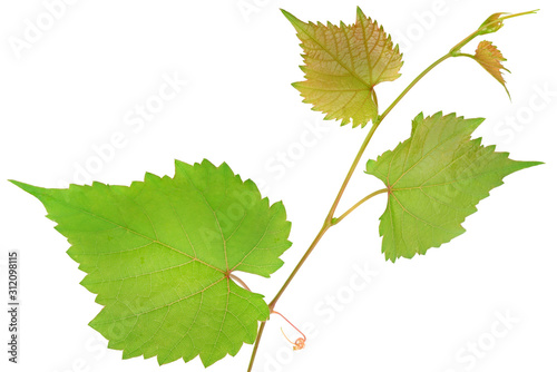 Vine and leaves isolated on white.