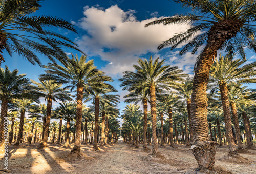 Plantation of date palms  Middle East  agriculture industry in desert areas