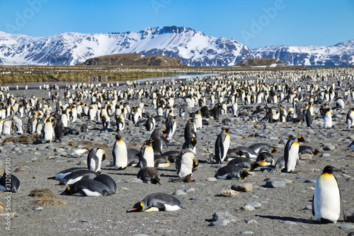 Riesige Pinguinkolonie in Südgeorgien - Salisbury Plain