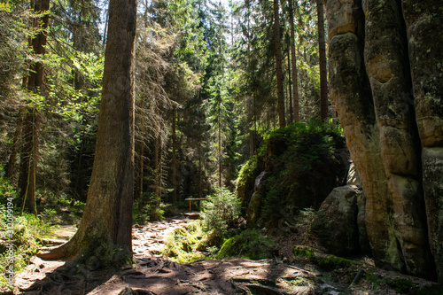 Forest in Adr  pach-Teplice Rocks Nature Reserve  Czech Republic