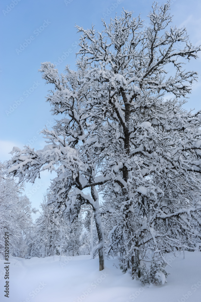 Crooked birch trees in winter landscape with blue sky , branches with snow, and perfectly unspoiled snow on the ground. Norwegian Lapland. Crooked birch trees in winter landscape with blue sky , branches with snow, and perfectly unspoiled snow on the ground. Norwegian Lapland.
