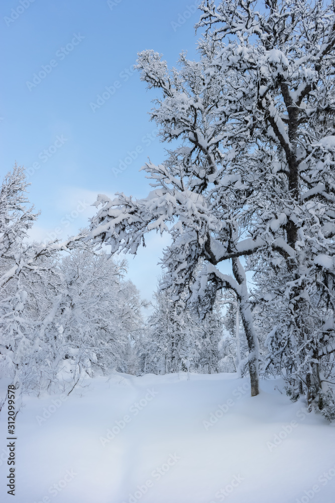 Crooked birch trees in winter landscape with blue sky , branches with snow, and perfectly unspoiled snow on the ground. Norwegian Lapland. Crooked birch trees in winter landscape with blue sky , branches with snow, and perfectly unspoiled snow on the ground. Norwegian Lapland.