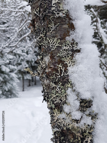 Closeup of a birch tree trunk with lichen and snow. In the background a forest and snow on the ground. Tromso, Norway.