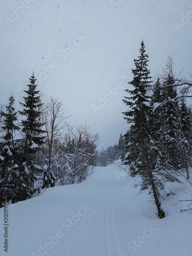 A ski slope in wood landscape with fir trees. There are ski tracks and snow is faling from the sky. Tromso, Norway.