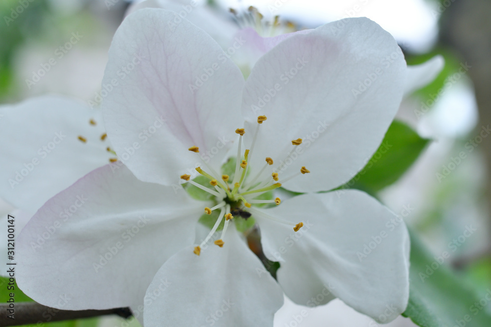 Tender apple tree on a spring day.blooming apple tree branch, white flowers of apple tree. Tender apple tree on a spring day.blooming apple tree branch, white flowers of apple tree.