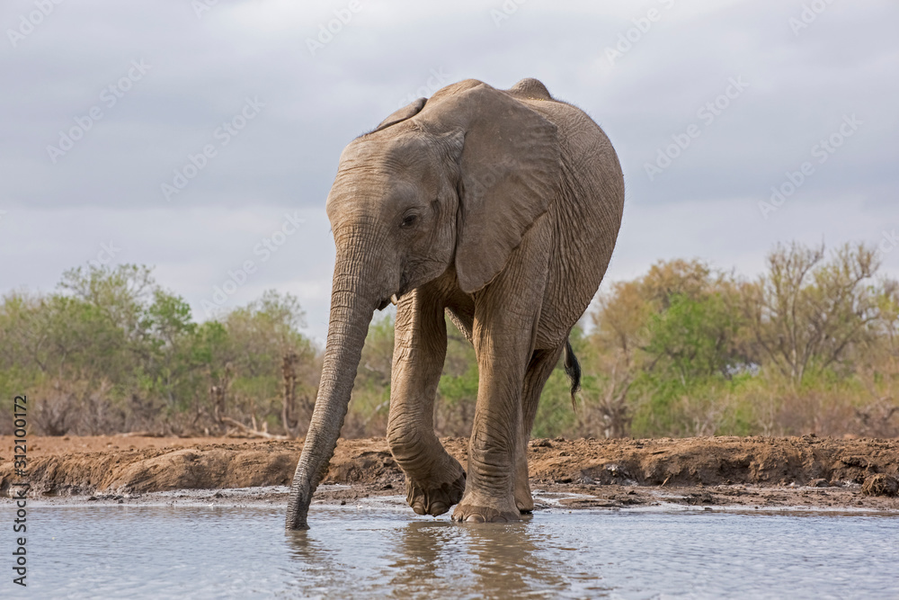 Obraz premium Young Calf Elephant Drinking at the Waterhole in Botswana, Africa