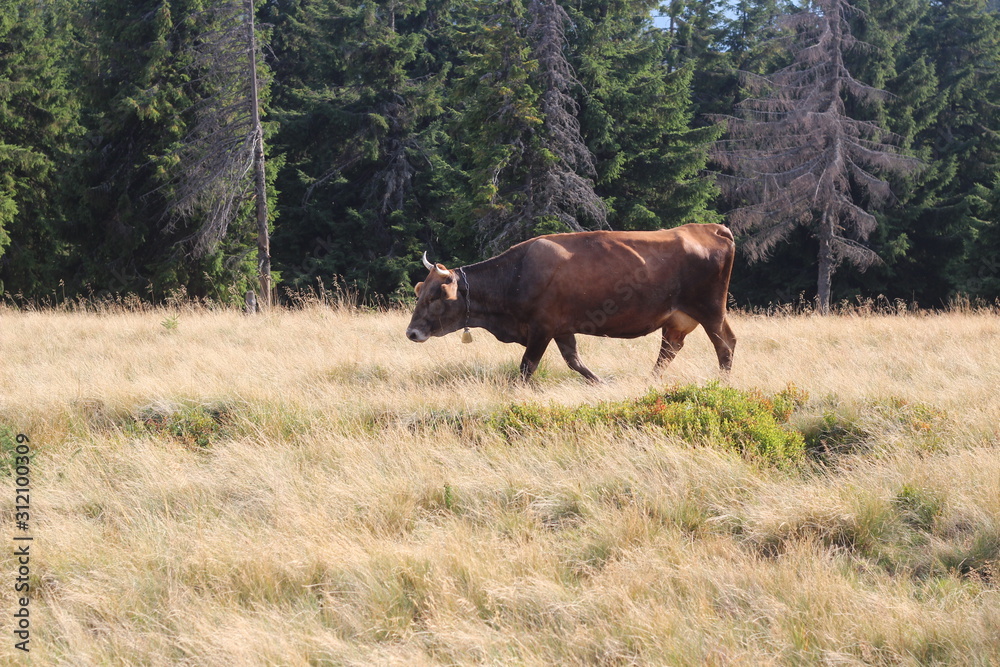 cows graze in a meadow in the mountains