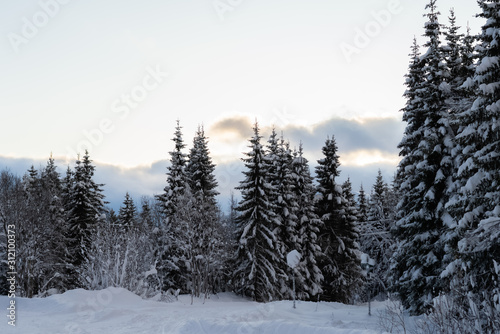 Winter scenery with spruce forest and snow. Dark trees and clouds. Tromso, Norway.