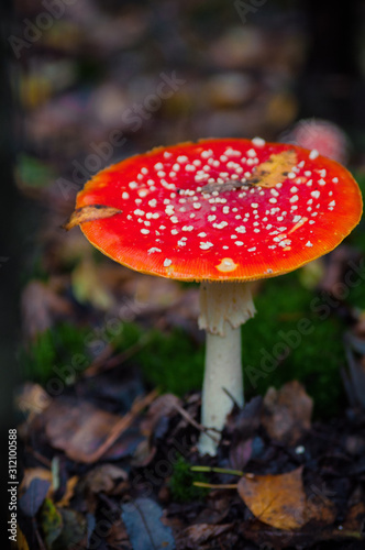 Beautiful Red agaric mushroom. Toadstool in the grass. Amanita muscaria. Toxic mushroom