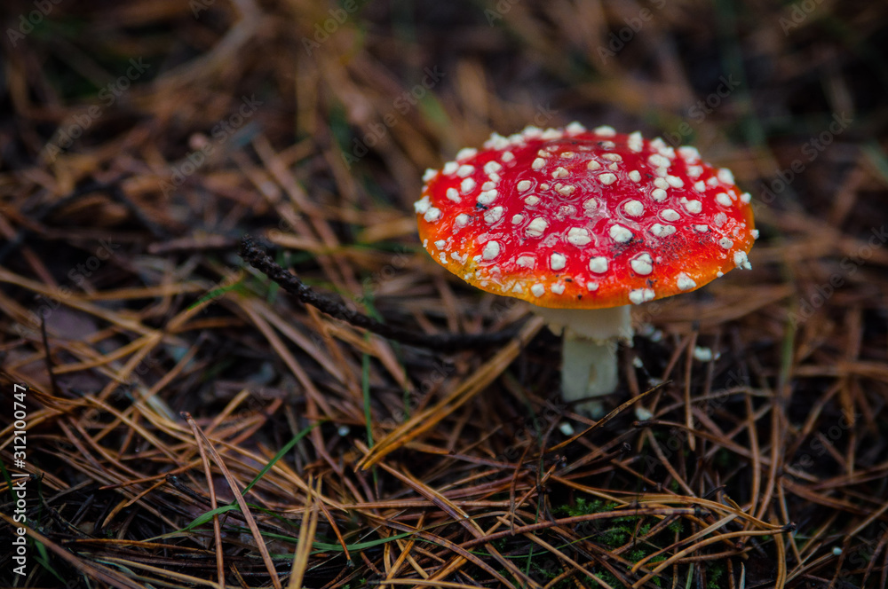 Beautiful Red agaric mushroom. Toadstool in the grass. Amanita muscaria. Toxic mushroom Beautiful Red agaric mushroom. Toadstool in the grass. Amanita muscaria. Toxic mushroom