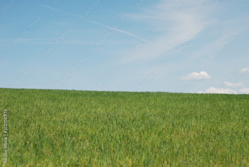 grass and sky grass and sky