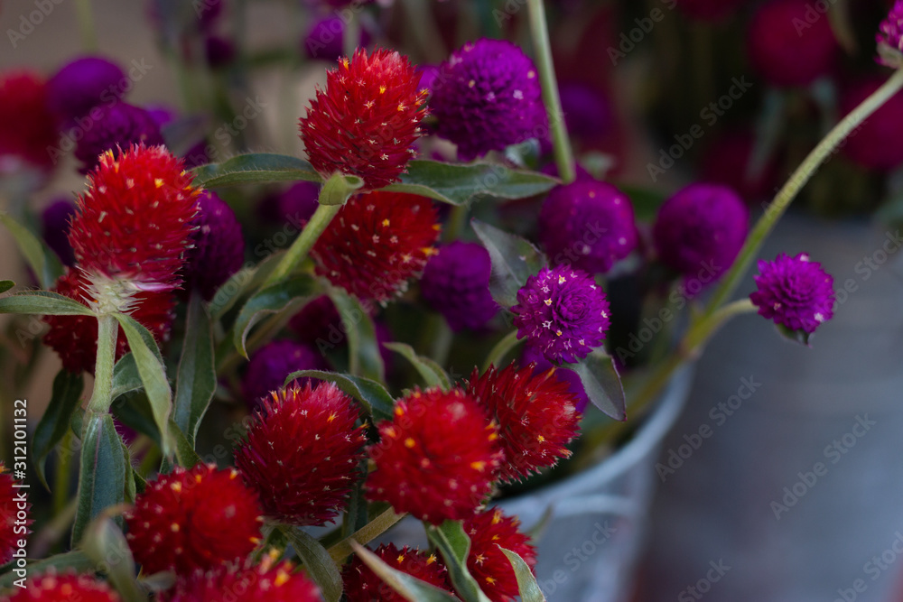 Red and Purple Flowers