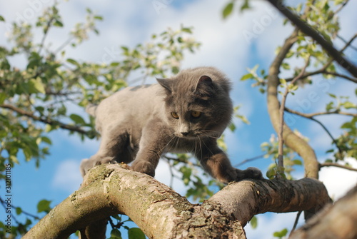 cat on the tree