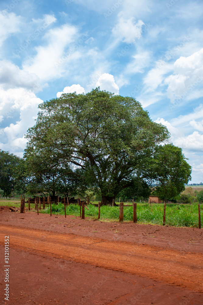Fototapeta premium farm in Mato Grosso do Sul