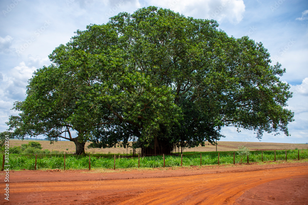Fototapeta premium farm in Mato Grosso do Sul