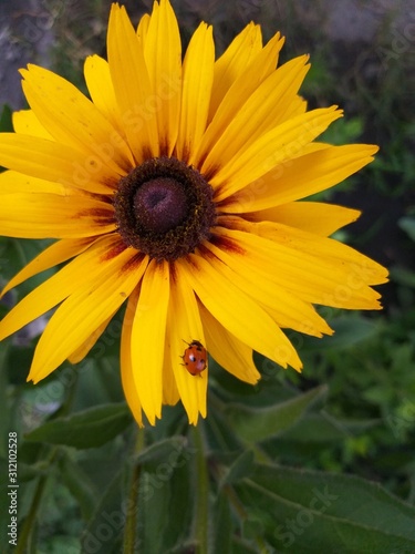 Flower yellow, natural summer background