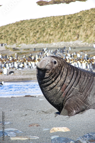 Seeelefant und Pinguine in Südgeorgien - Salisbury Plains