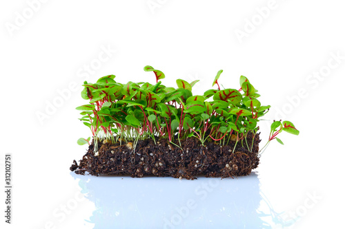 Fresh microgreens. Sprouts of sorrel isolated on white. photo