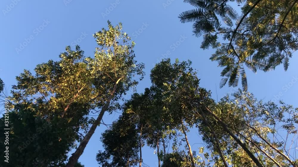 trees and blue sky trees and blue sky