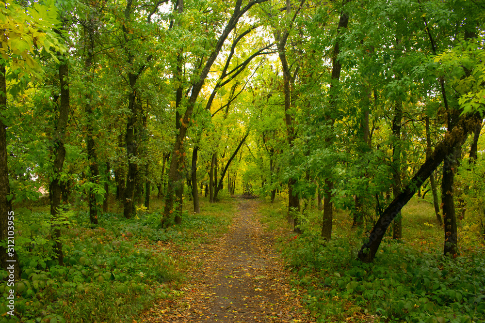 Straight path through an autumn park strewn with golden leaves falling from yellowing trees Straight path through an autumn park strewn with golden leaves falling from yellowing trees