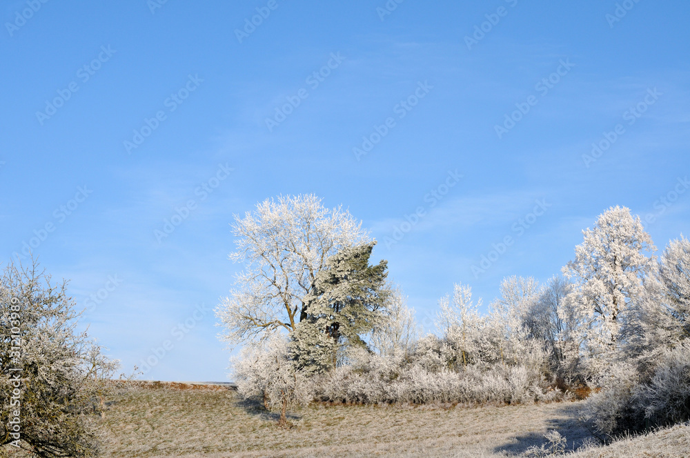 rime ice on trees on sunny winter day rime ice on trees on sunny winter day