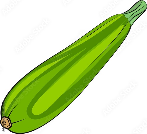 Isolated vector illustration of a zucchini on white background vibrant colors. Vegetarian food. Vegetables for menu. Colored vector illustration. 