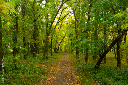 Straight path through an autumn park strewn with golden leaves falling from yellowing trees