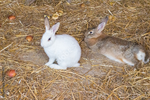 white and brown rabbity in the hay
