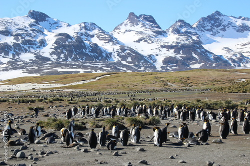 Riesige Pinguinkolonie in Südgeorgien - Königspinguin