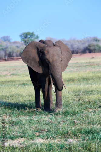 Elephant at Lake Kariba  Zimbabwe