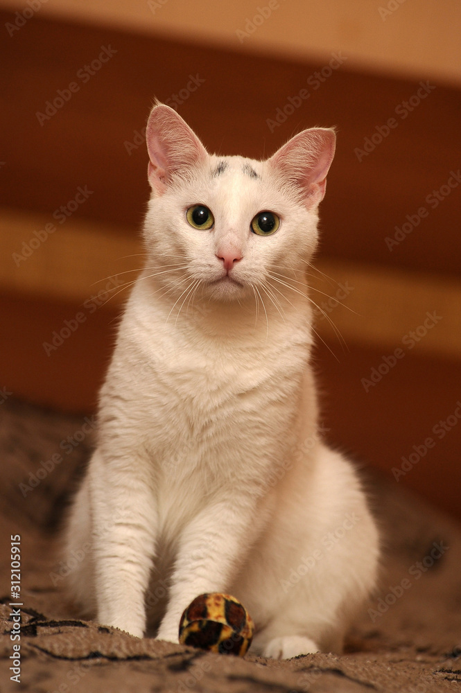 Portrait of white kitten with black eyebrows. Funny coloring. Portrait of white kitten with black eyebrows. Funny coloring.