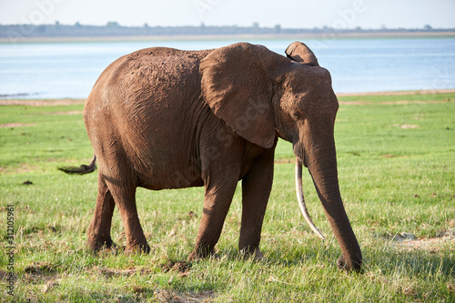 Elephant at Lake Kariba  Zimbabwe