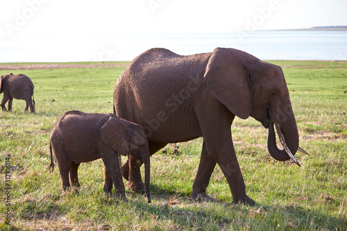 Elephant at Lake Kariba  Zimbabwe